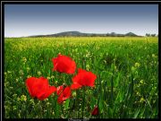Campos de la Regin de Murcia en Primavera